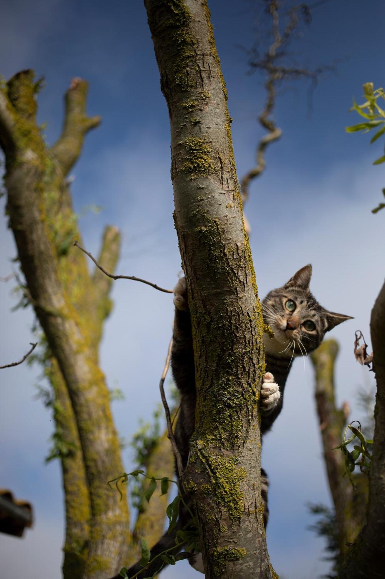 Le Chat Blanc Versols-et-Lapeyre Екстер'єр фото