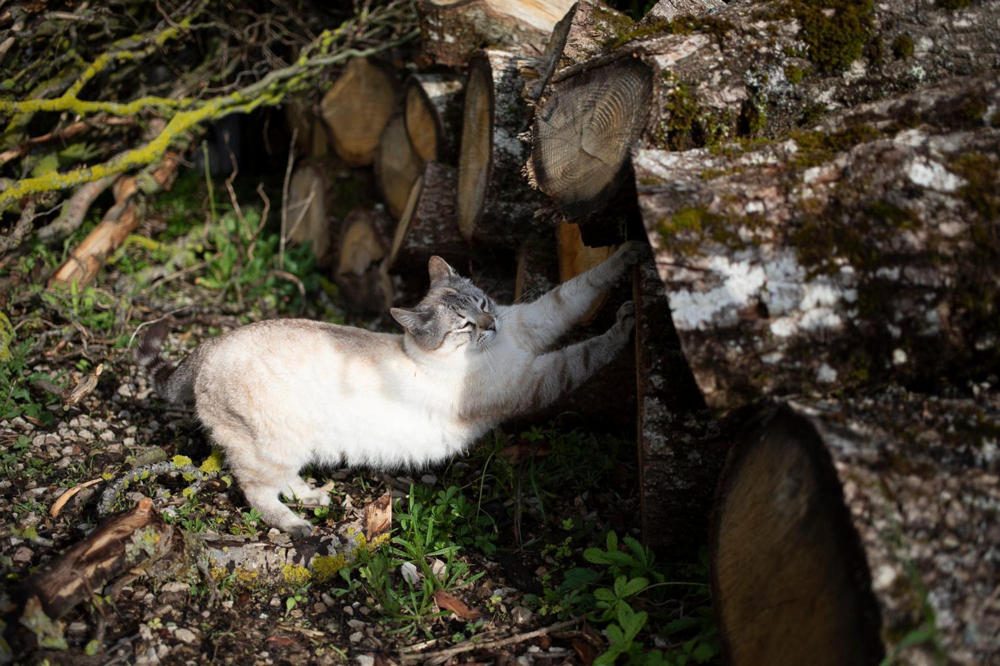 Le Chat Blanc Versols-et-Lapeyre Екстер'єр фото
