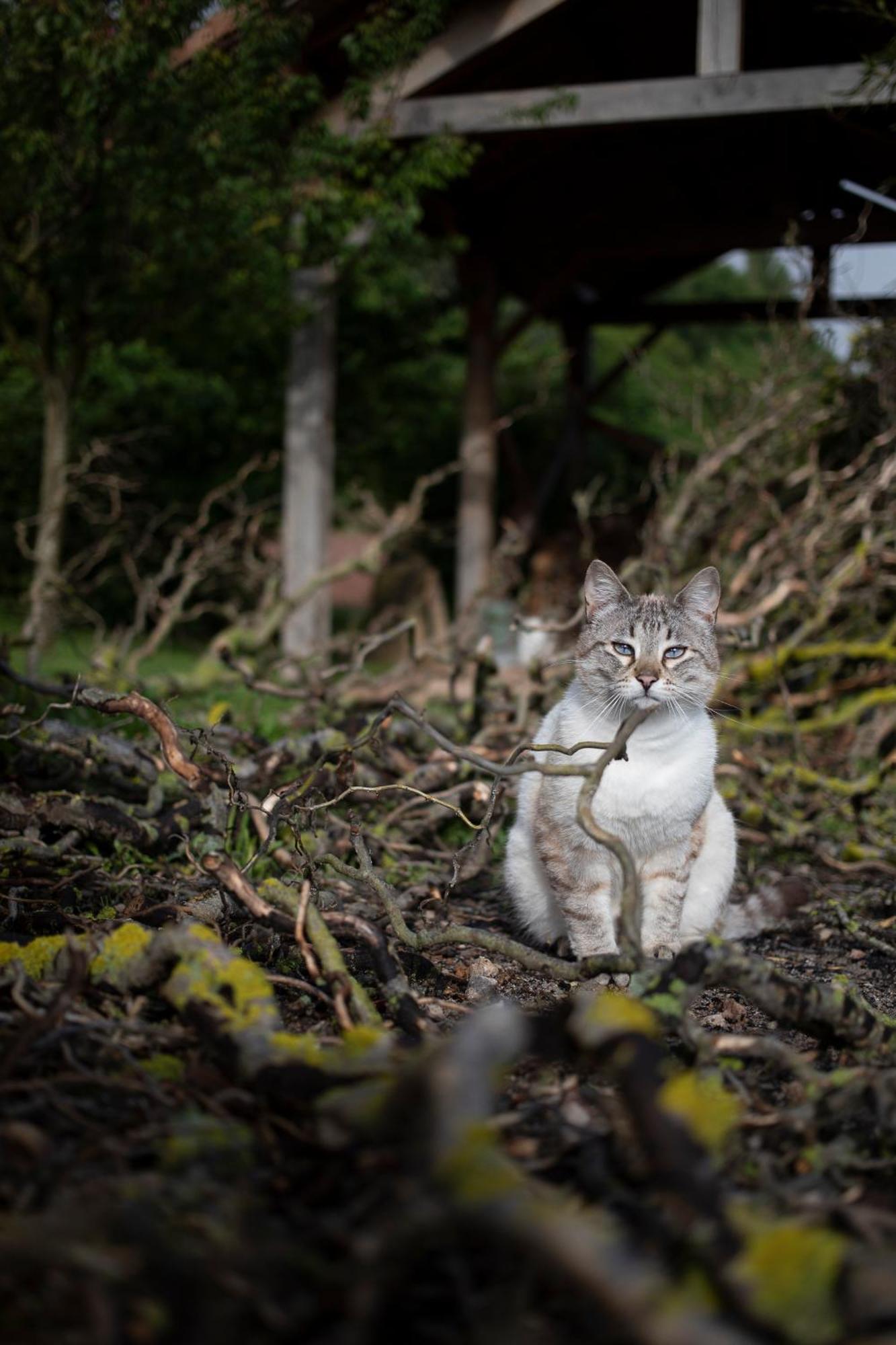 Le Chat Blanc Versols-et-Lapeyre Екстер'єр фото