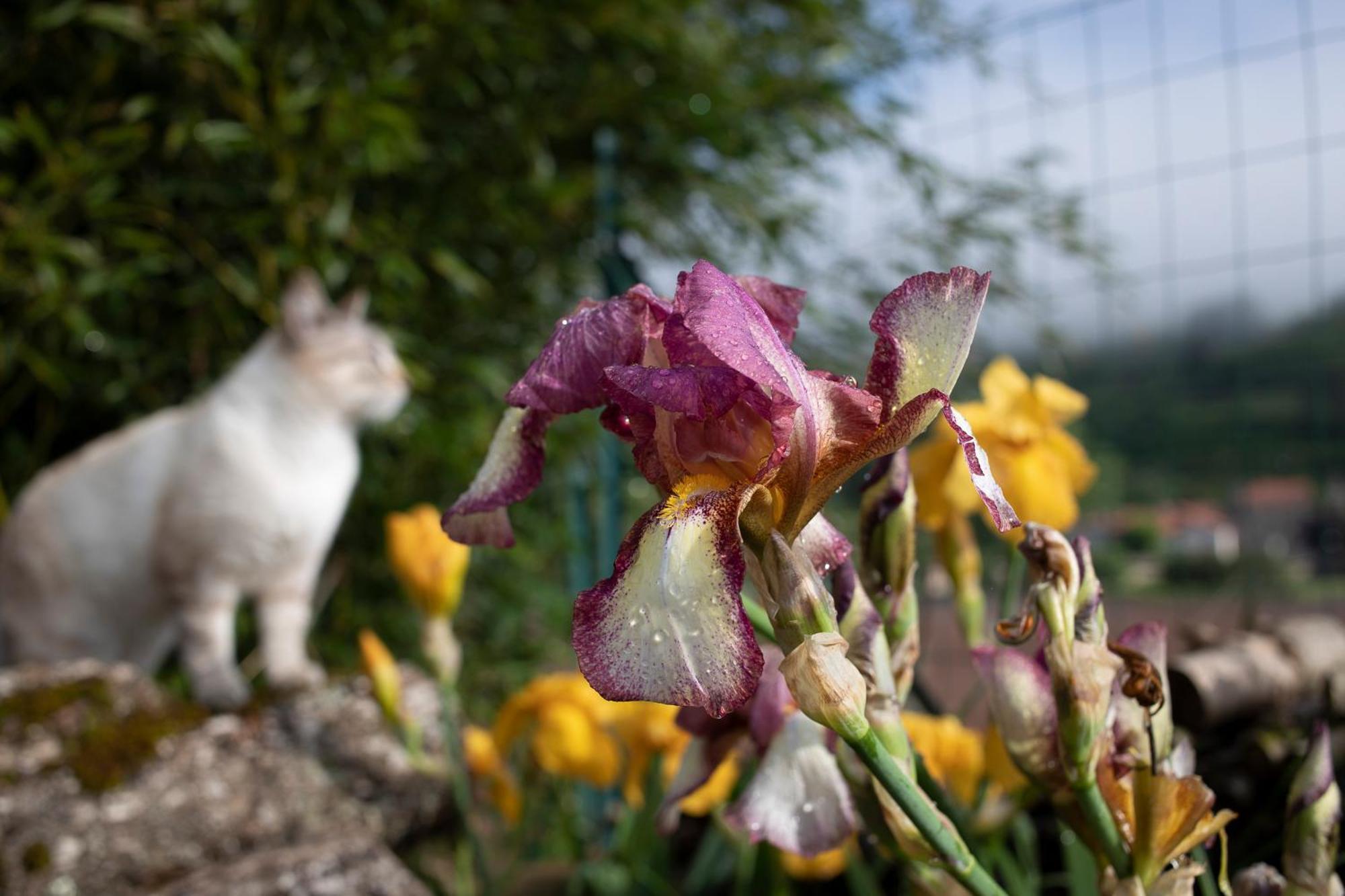 Le Chat Blanc Versols-et-Lapeyre Екстер'єр фото